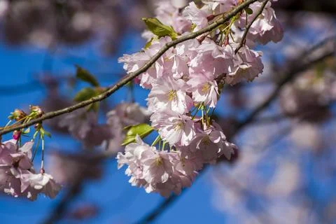 Close-up of sakura tree full in blooming pink flowers Stock Photos