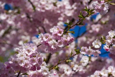 Close-up of sakura tree full in blooming pink flowers Stock Photos