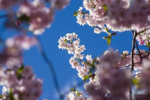 Close-up of sakura tree full in blooming pink flowers Stock Photos