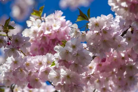 Close-up of sakura tree full in blooming pink flowers Foto stock