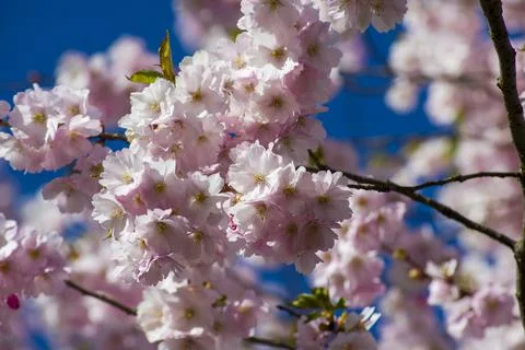 Close-up of sakura tree full in blooming pink flowers Foto stock