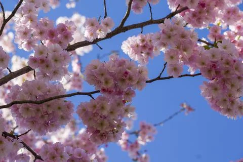 Close-up of sakura tree full in blooming pink flowers Stock Photos