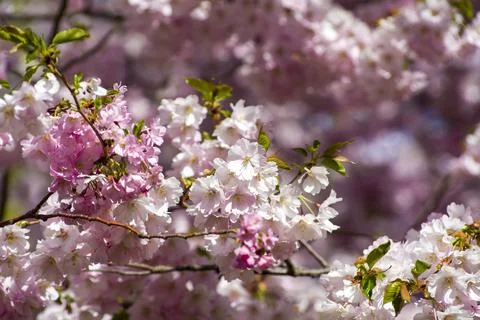 Close-up of sakura tree full in blooming pink flowers Stock Photos
