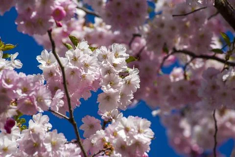 Close-up of sakura tree full in blooming pink flowers Stock Photos