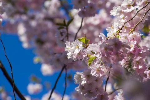 Close-up of sakura tree full in blooming pink flowers Stock Photos