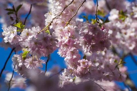 Close-up of sakura tree full in blooming pink flowers Stock Photos