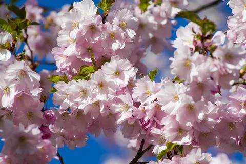 Close-up of sakura tree full in blooming pink flowers Stock Photos