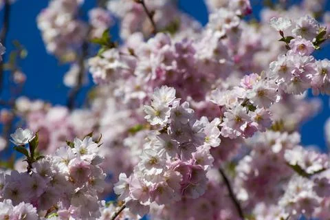 Close-up of sakura tree full in blooming pink flowers Stock Photos