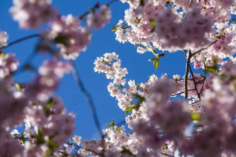 Close-up of sakura tree full in blooming pink flowers Stock Photos