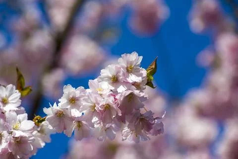 Close-up of sakura tree full in blooming pink flowers Stock Photos