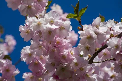 Close-up of sakura tree full in blooming pink flowers Stock Photos