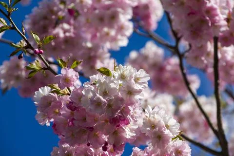 Close-up of sakura tree full in blooming pink flowers Stock Photos