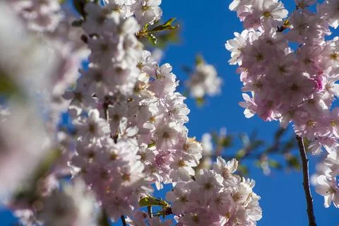 Close-up of sakura tree full in blooming pink flowers Stock Photos