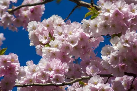 Close-up of sakura tree full in blooming pink flowers Stock Photos