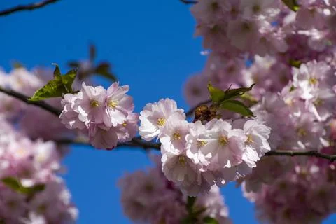 Close-up of sakura tree full in blooming pink flowers Stock Photos