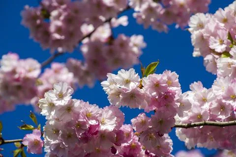 Close-up of sakura tree full in blooming pink flowers Stock Photos