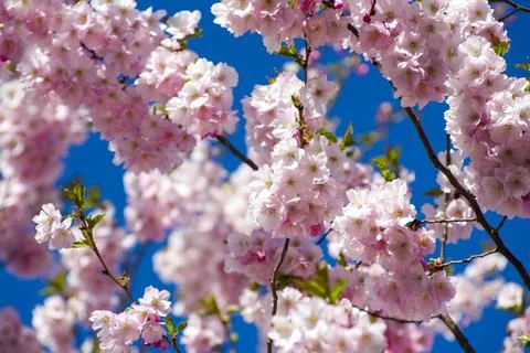 Close-up of sakura tree full in blooming pink flowers Stock Photos