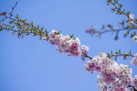 Close-up of sakura tree full in blooming pink flowers Foto stock