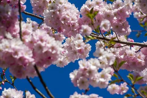 Close-up of sakura tree full in blooming pink flowers Stock Photos