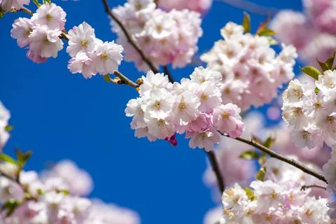Close-up of sakura tree full in blooming pink flowers Stock Photos