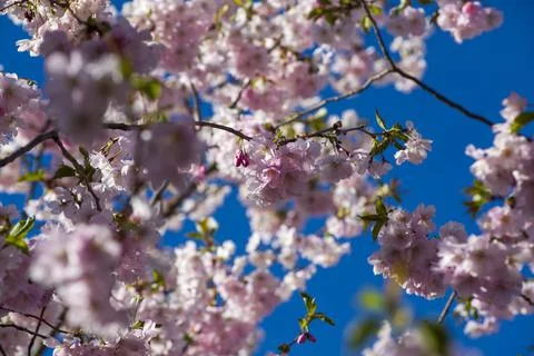 Close-up of sakura tree full in blooming pink flowers Stock Photos