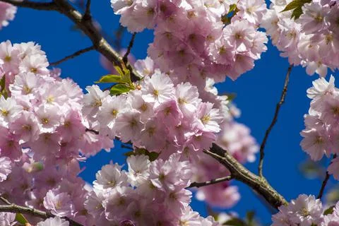 Close-up of sakura tree full in blooming pink flowers Stock Photos