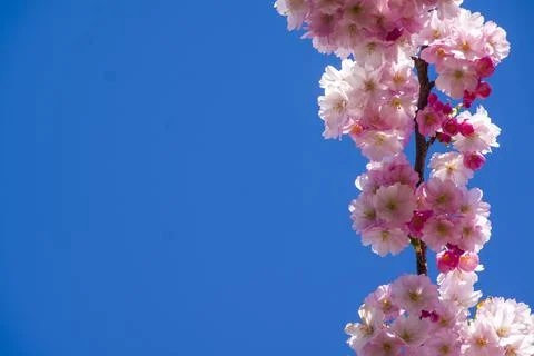 Close-up of sakura tree full in blooming pink flowers Stock Photos