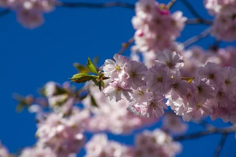 Close-up of sakura tree full in blooming pink flowers Stockfoto's