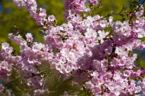 Close-up of sakura tree full in blooming pink flowers Stock Photos