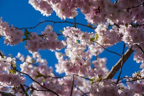 Close-up of sakura tree full in blooming pink flowers Stock Photos