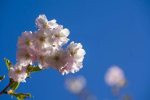Close-up of sakura tree full in blooming pink flowers Stock Photos