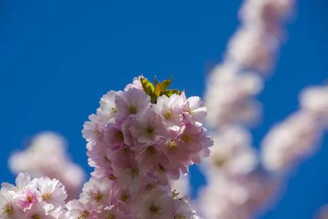 Close-up of sakura tree full in blooming pink flowers Stock Photos