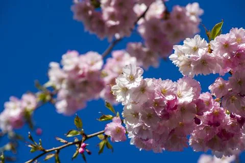 Close-up of sakura tree full in blooming pink flowers Foto stock