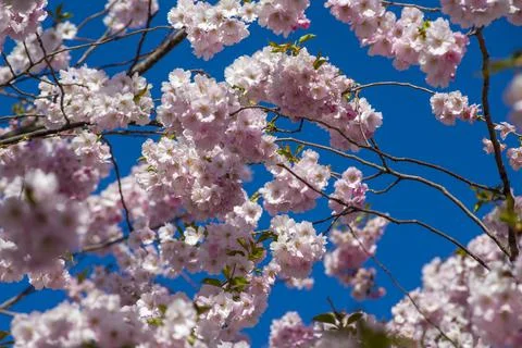 Close-up of sakura tree full in blooming pink flowers Stock Photos