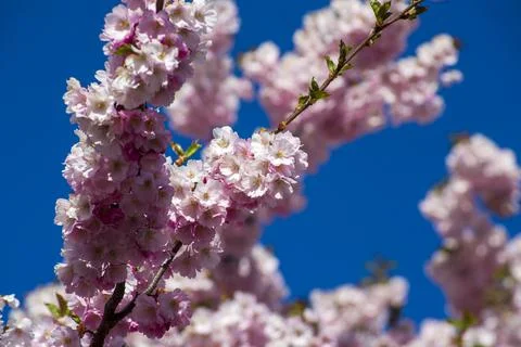 Close-up of sakura tree full in blooming pink flowers Stock Photos