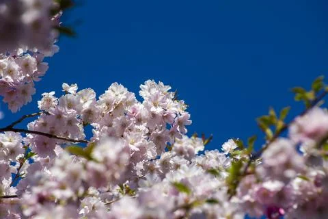 Close-up of sakura tree full in blooming pink flowers Stock Photos