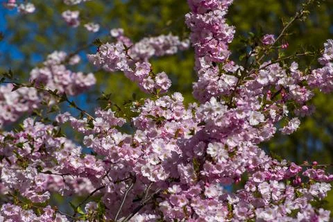 Close-up of sakura tree full in blooming pink flowers Stock Photos