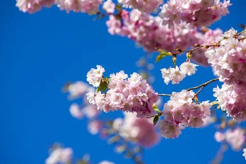 Close-up of sakura tree full in blooming pink flowers Stock Photos