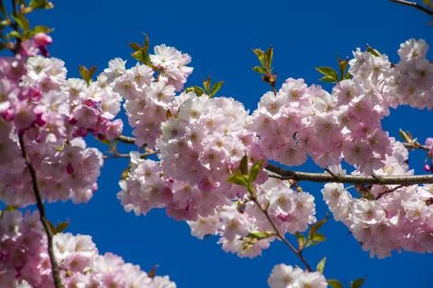 Close-up of sakura tree full in blooming pink flowers Stock Photos