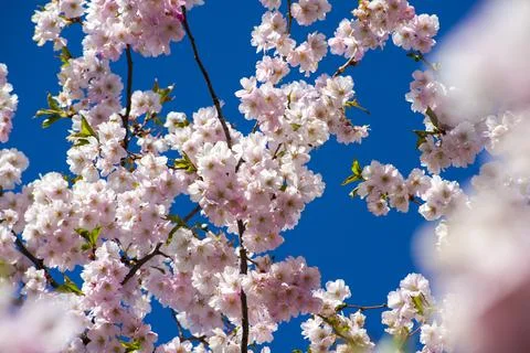 Close-up of sakura tree full in blooming pink flowers Stock Photos