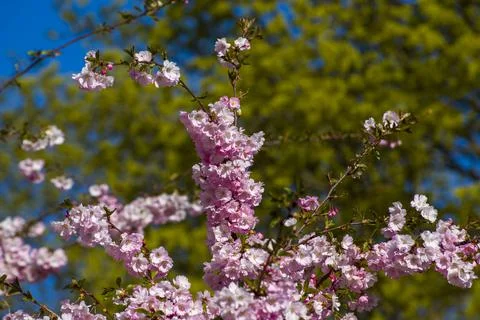 Close-up of sakura tree full in blooming pink flowers Stock Photos