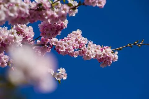 Close-up of sakura tree full in blooming pink flowers Stock Photos