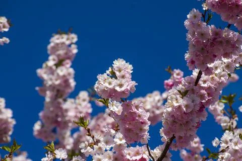 Close-up of sakura tree full in blooming pink flowers Stock Photos