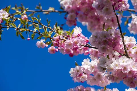 Close-up of sakura tree full in blooming pink flowers Foto stock