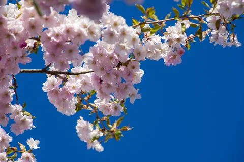 Close-up of sakura tree full in blooming pink flowers Stock Photos