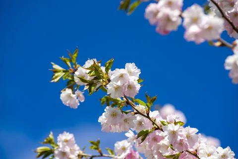 Close-up of sakura tree full in blooming pink flowers Stock Photos