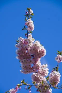 Close-up of sakura tree full in blooming pink flowers Stock Photos