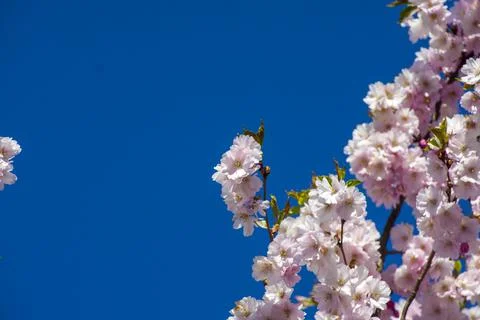 Close-up of sakura tree full in blooming pink flowers Stock Photos