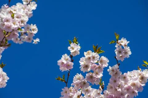 Close-up of sakura tree full in blooming pink flowers Stock Photos