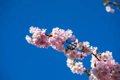 Close-up of sakura tree full in blooming pink flowers Stock Photos